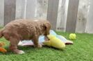 Playful Cavapoodle Poodle Mix Puppy