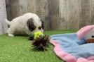 Meet Vince - our Cavapoo Puppy Video