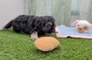 Cavapoo Puppy for Adoption