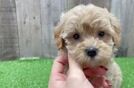 Fluffy Maltipoo Poodle Mix Pup