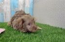 Hypoallergenic Yorkie Doodle Poodle Mix Puppy