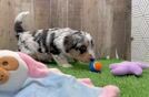 Popular Mini Aussiedoodle Poodle Mix Pup