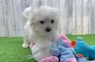 Maltese Puppy for Adoption