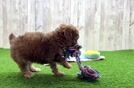 Popular Poodle Baby