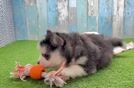 Pomsky Puppy for Adoption