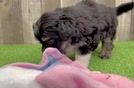 Energetic Aussie Poo Poodle Mix Puppy