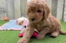 Friendly Mini Goldendoodle Baby