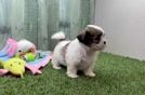 Best Teddy Bear Baby
