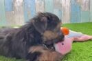 Morkie Puppy for Adoption