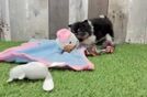 Popular Pomeranian Purebred Pup