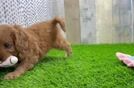Cavapoo Pup Being Cute