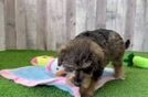 Meet Celeste - our Mini Schnoodle Puppy Video