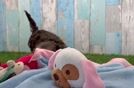 Best Yorkie Poo Baby