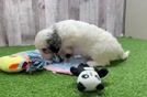 Cavapoo Pup Being Cute