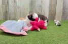 Small Shih Pom Baby