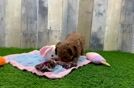 Meet Katrina - our Poodle Puppy Video