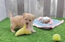 Small Maltipoo Baby