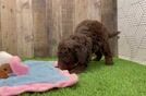 Mini Bernedoodle Pup Being Cute