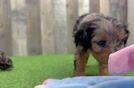 Cavapoo Pup Being Cute