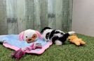 Teddy Bear Puppy for Adoption
