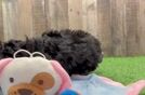 Popular Mini Aussiedoodle Poodle Mix Pup