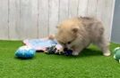 Cute Pom Purebred Puppy