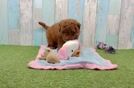 Meet Waffles - our Mini Goldendoodle Puppy Video