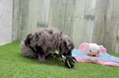 Mini Aussiedoodle Pup Being Cute