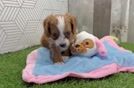 Meet Garth - our Cavapoo Puppy Video