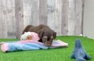 Mini Aussiedoodle Puppy for Adoption