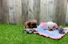 Meet Bella - our Morkie Puppy Video