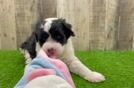 Mini Sheepadoodle Puppy for Adoption