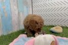 Meet Blake - our Cavapoo Puppy Video