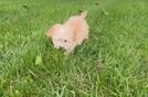 Friendly Maltipoo Baby