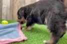 Cute Mini Huskydoodle Poodle Mix Pup