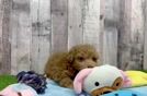 Funny Havapoo Poodle Mix Pup