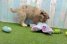 Cute Husky Poodle Poodle Mix Puppy
