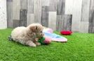 Meet Nash - our Maltipoo Puppy Video