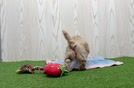Playful Malt Oodle Poodle Mix Puppy