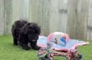Playful Poodle Purebred Pup