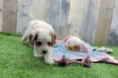 Petite Cavapoo Poodle Mix Pup