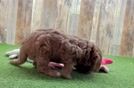 Smart Cavapoo Poodle Mix Pup