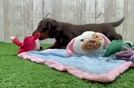 Cute Dachshund Purebred Pup