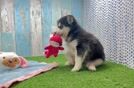 Pomsky Puppy for Adoption