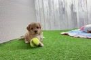 Playful Multipoo Poodle Mix Puppy