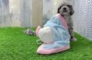 Cockapoo Puppy for Adoption