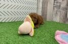 Hypoallergenic Poodle Baby