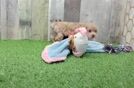 Funny Maltipoo Poodle Mix Pup