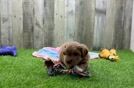 Energetic Maltese Poodle Poodle Mix Puppy