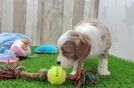 Mini Irish Doodle Puppy for Adoption